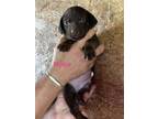 Adopt Rosie a Irish Setter, Labrador Retriever