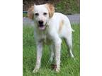 Adopt Marigold 40252 a Spaniel, Collie