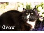 Adopt CROW a Domestic Medium Hair