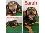 Adopt Sarah a Coonhound, Mixed Breed