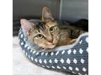 Adopt Jane a Domestic Short Hair