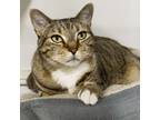 Adopt Zoe a Domestic Short Hair