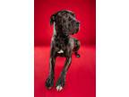 Adopt Hera a Cane Corso, Mixed Breed