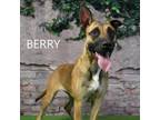 Adopt Berry a Pit Bull Terrier