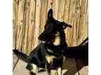 Adopt Macy a Belgian Shepherd / Malinois