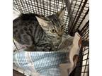 Adopt Bia a Domestic Short Hair
