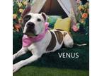 Adopt Venus a Pit Bull Terrier