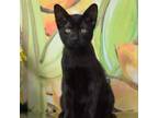Adopt Jagi a Domestic Short Hair