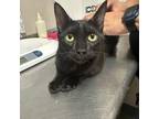 Adopt Mingy a Domestic Short Hair