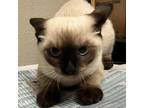 Adopt Snow a Domestic Short Hair