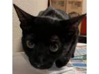 Adopt Luna a Domestic Short Hair