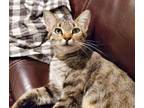 Adopt Polly HouseKatz a Tabby, Domestic Short Hair