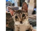Adopt Nancy Woodstone a Tabby, Domestic Medium Hair