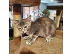 Adopt Briana HouseKatz a Tabby, Domestic Short Hair