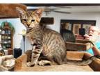 Adopt Jenny HouseKatz a Tabby, Domestic Short Hair