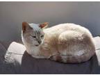 Adopt Silent Night a Siamese, Domestic Short Hair