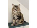 Adopt Sadie (860) a Domestic Long Hair
