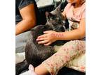 Adopt Olivia - good with kids a Russian Blue, Burmese
