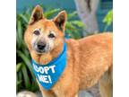 Adopt Stella a Chow Chow, Cattle Dog