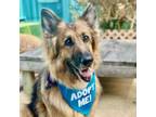 Adopt Rosa a German Shepherd Dog