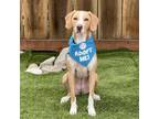 Adopt Flora aka Catalina a Catahoula Leopard Dog, Mixed Breed