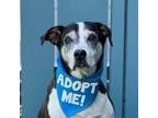 Adopt Charlotte a Foxhound, Boxer