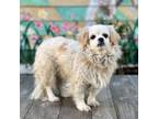 Adopt Suzie a Pekingese, Cocker Spaniel