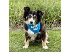 Adopt Shelby a Australian Shepherd