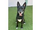 Adopt Candy a Labrador Retriever, Siberian Husky