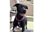 Adopt Pup Pup a Labrador Retriever