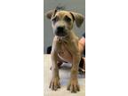 Adopt Athena a Pit Bull Terrier, Mixed Breed