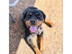 Adopt Donna a Rottweiler