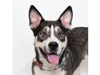 Adopt Perrier a Siberian Husky, Pit Bull Terrier