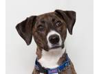 Adopt Shelby a Catahoula Leopard Dog