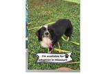 Adopt Ari - Missouri a Australian Shepherd