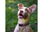Adopt Summer a Mixed Breed