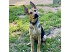 Adopt Carolina Blue a Mixed Breed