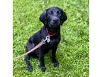 Adopt Minnie a Mixed Breed