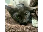 Adopt Sky Baby a Domestic Short Hair