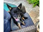 Adopt Scruffy a Australian Cattle Dog / Blue Heeler, Standard Poodle