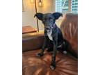 Adopt Molly a Australian Cattle Dog / Blue Heeler, Standard Poodle