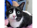 Adopt Socks a Domestic Short Hair
