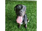 Adopt Excitement a Retriever