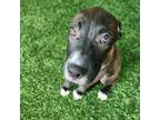 Adopt Joy a Retriever