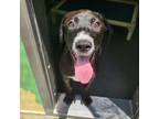 Adopt Love a Retriever