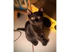 Adopt Athena a Domestic Short Hair