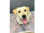 Adopt Dorothy a Labrador Retriever