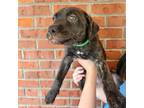 Adopt Sicily 20701 a Flat-Coated Retriever, Mixed Breed