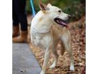 Adopt Maya 20649 a Shiba Inu, Yellow Labrador Retriever