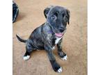 Adopt Savannah 20698 a Flat-Coated Retriever, Mixed Breed